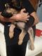 German Shepherd Puppies for sale in Spring Hill, FL, USA. price: NA