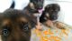 German Shepherd Puppies for sale in Fort Wayne, IN, USA. price: $1,000