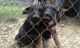 German Shepherd Puppies for sale in Carrollton, OH 44615, USA. price: $750