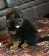German Shepherd Puppies for sale in Brownfield, TX 79316, USA. price: $400