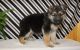 German Shepherd Puppies for sale in Virginia Beach, VA, USA. price: NA