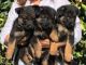 German Shepherd Puppies for sale in Califa St, Los Angeles, CA 91601, USA. price: NA