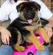German Shepherd Puppies for sale in Elgin, TX 78621, USA. price: NA
