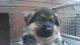 German Shepherd Puppies for sale in Rosemary Beach, FL 32461, USA. price: NA