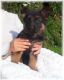 German Shepherd Puppies for sale in Rosemary Beach, FL 32461, USA. price: NA