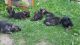 German Shepherd Puppies for sale in Avon, OH 44011, USA. price: NA