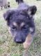 German Shepherd Puppies for sale in Toledo, OH, USA. price: $850