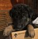German Shepherd Puppies for sale in Anderson, IN 46016, USA. price: NA