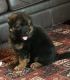 German Shepherd Puppies for sale in Anderson, IN 46016, USA. price: NA