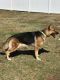 German Shepherd Puppies for sale in Groton, CT, USA. price: NA