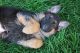 German Shepherd Puppies for sale in Korea Town, New York, NY 10001, USA. price: NA
