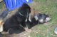 German Shepherd Puppies for sale in Halifax, NS, Canada. price: NA