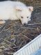 German Shepherd Puppies for sale in Kenton, OH 43326, USA. price: NA