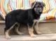 German Shepherd Puppies for sale in Portland, ME, USA. price: $650