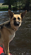German Shepherd Puppies for sale in Butte, MT, USA. price: NA