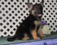 German Shepherd Puppies for sale in Auburn, IN 46706, USA. price: NA