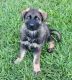 German Shepherd Puppies for sale in Smyrna, GA 30082, USA. price: NA