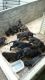German Shepherd Puppies for sale in Millersburg, OH 44654, USA. price: NA