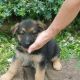 German Shepherd Puppies for sale in Canton, OH, USA. price: NA