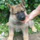 German Shepherd Puppies for sale in Canton, OH, USA. price: NA