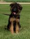 German Shepherd Puppies for sale in Marseilles, IL 61341, USA. price: NA
