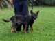 German Shepherd Puppies for sale in Clewiston, FL 33440, USA. price: NA