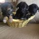 German Shepherd Puppies for sale in Phoenix, AZ 85036, USA. price: NA