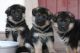 German Shepherd Puppies for sale in Indianapolis Blvd, Hammond, IN, USA. price: NA