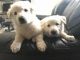 German Shepherd Puppies for sale in Fontana, CA, USA. price: $800