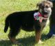 German Shepherd Puppies for sale in Westerville, OH, USA. price: $500
