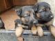 German Shepherd Puppies for sale in Clifton Ave, Clifton, NJ, USA. price: NA