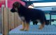 German Shepherd Puppies for sale in Hebron, ND 58638, USA. price: NA