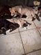 German Shepherd Puppies for sale in 323 6th Ave, New York, NY 10014, USA. price: NA