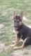 German Shepherd Puppies for sale in Wellington, OH 44090, USA. price: NA