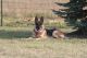 German Shepherd Puppies for sale in Osceola, IA 50213, USA. price: $1,200