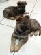 German Shepherd Puppies for sale in Sunbury, OH 43074, USA. price: NA