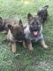 German Shepherd Puppies for sale in Rock Hill, SC, USA. price: NA