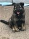 German Shepherd Puppies for sale in County Rd, Woodland Park, CO 80863, USA. price: NA