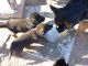 German Shepherd Puppies for sale in Kingman, AZ, USA. price: $700