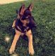 German Shepherd Puppies for sale in Rooseveltown, NY 13683, USA. price: $350