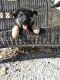 German Shepherd Puppies for sale in Alsip, IL, USA. price: $650