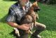 German Shepherd Puppies for sale in Adamstown, PA, USA. price: $650