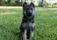 German Shepherd Puppies for sale in Scottdale, GA, USA. price: NA