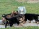 German Shepherd Puppies for sale in Toledo, OH, USA. price: $900