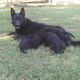 German Shepherd Puppies for sale in Kernersville, NC 27284, USA. price: $700