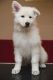 German Shepherd Puppies for sale in Dakota City, IA, USA. price: $650