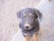 German Shepherd Puppies for sale in Kingman, AZ, USA. price: NA