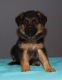 German Shepherd Puppies for sale in Geneva, OH 44041, USA. price: NA