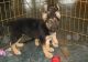 German Shepherd Puppies for sale in Darlington, WI 53530, USA. price: NA