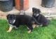 German Shepherd Puppies for sale in Rogue River, OR, USA. price: NA